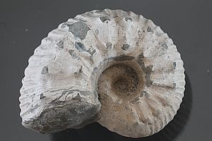 Ammoniten 3510
